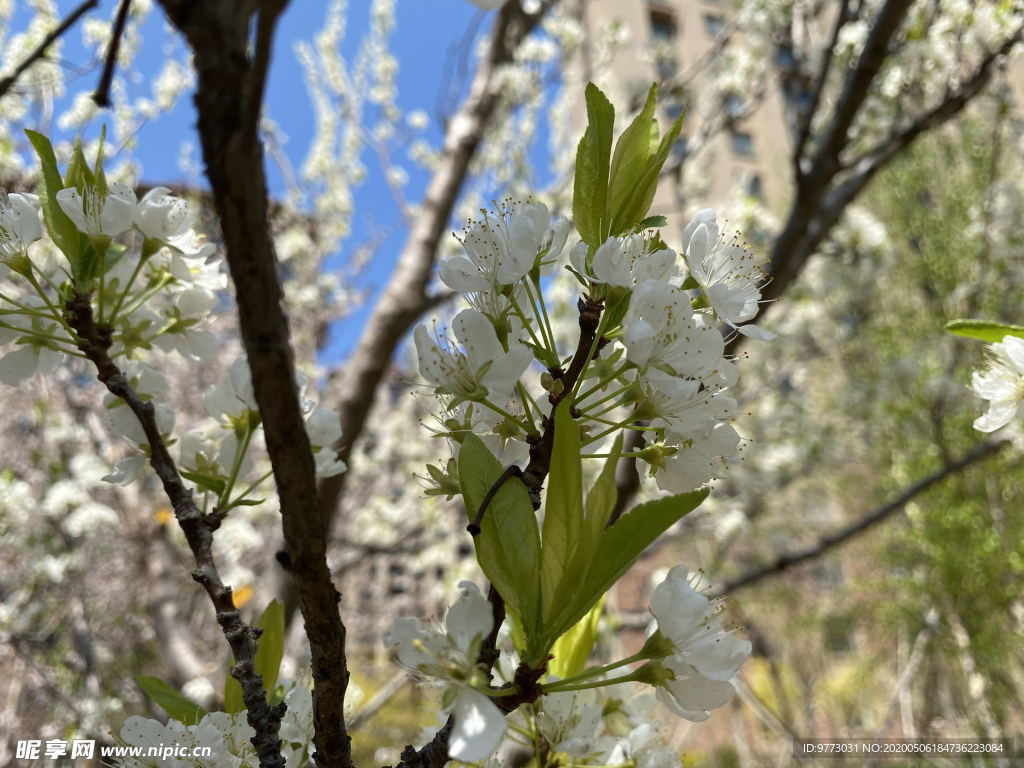 李子花