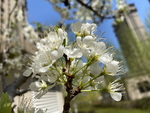 李子花