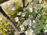 李子花