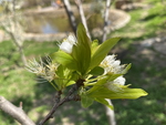 李子花