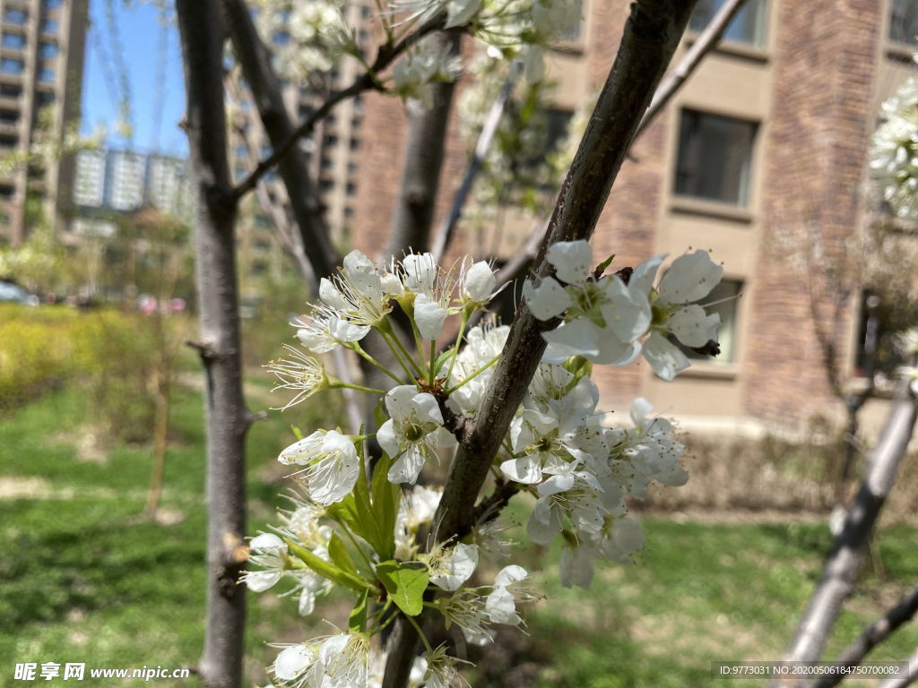 李子花