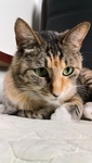 猫咪 宠物