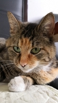 猫咪 宠物