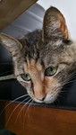 猫咪 宠物