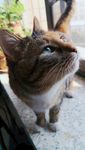 猫咪 宠物