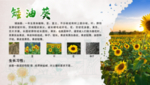 矮油葵