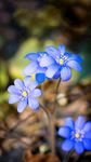 小花