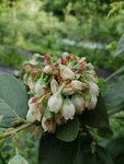 蓝莓花