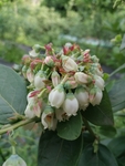 蓝莓花