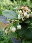 蓝莓
