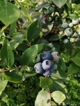 蓝莓