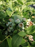 蓝莓