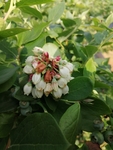 蓝莓