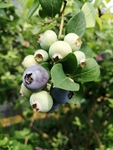 蓝莓