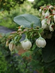 蓝莓花