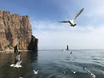长岛风景 万鸟岛