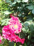 月季花