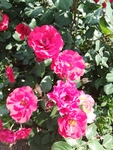 月季花