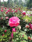 月季花