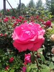 月季花