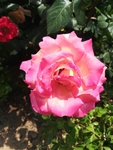 月季花