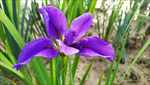鸢尾花紫色花图片