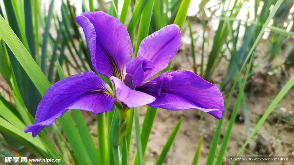 鸢尾花紫色花图片