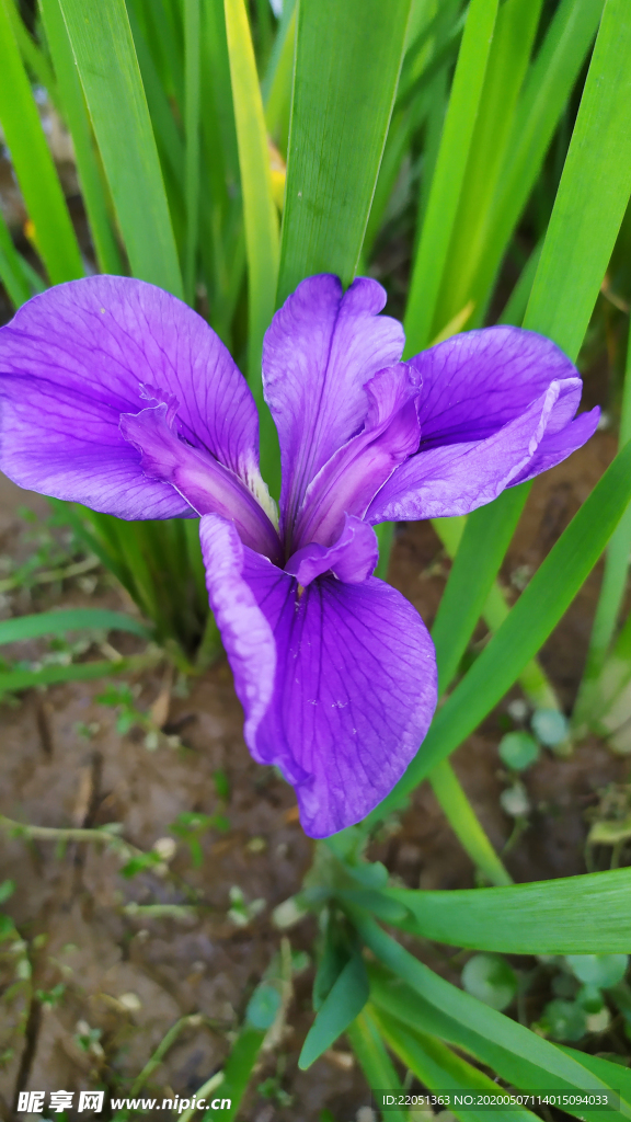 鸢尾花紫色花图片