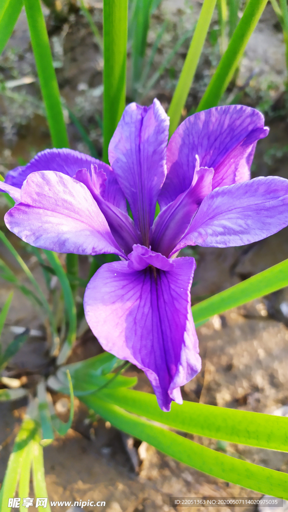 鸢尾花紫色花图片