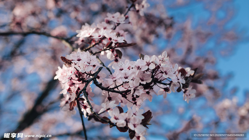 樱花