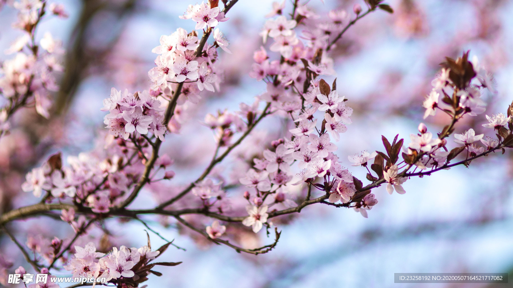 樱花