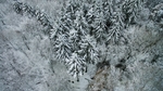 被雪覆盖的树木
