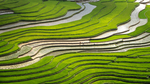 梯田