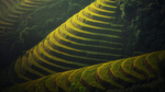 梯田