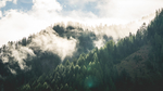 森林风景