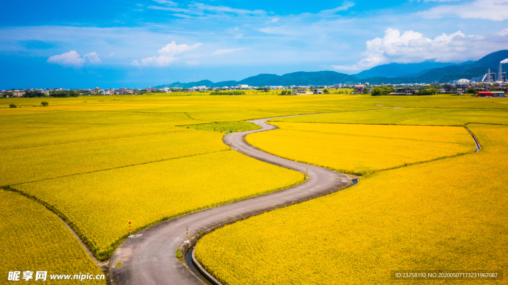 油菜花