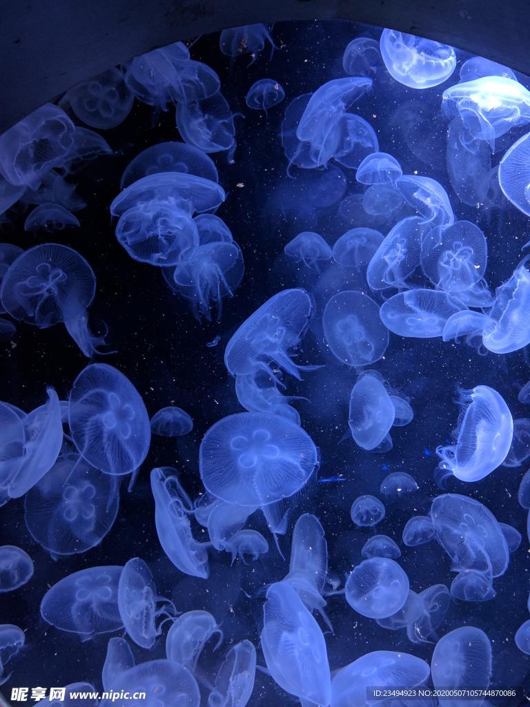 水母