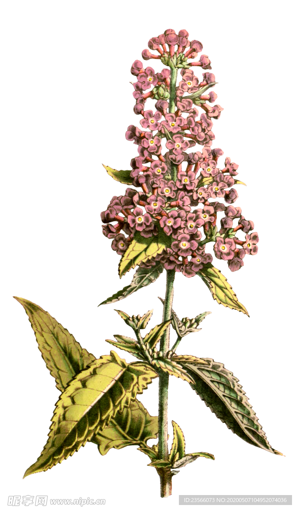复古花朵植物图案