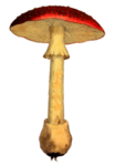 复古蘑菇植物图案
