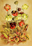 复古鲜花植物装饰画