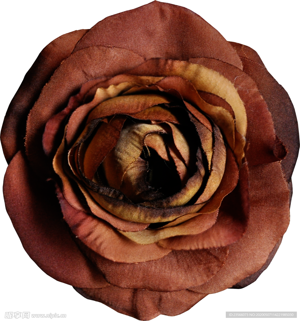 暗色玫瑰花花朵