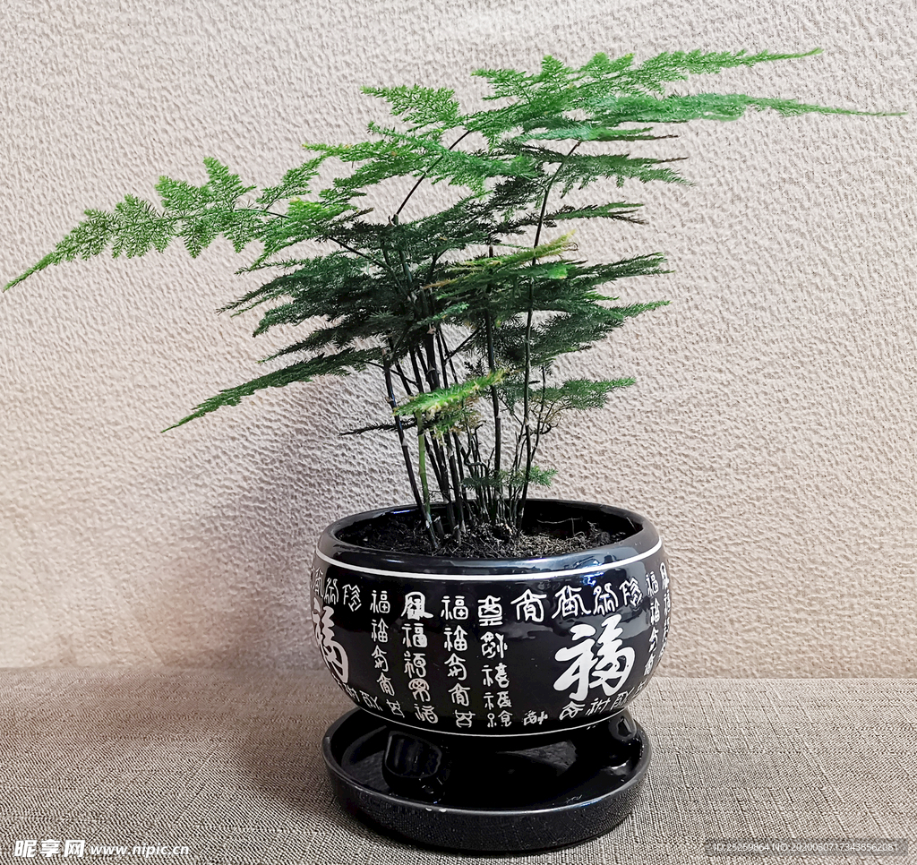 文竹 植物