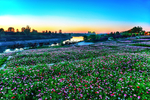 夕阳下河边池塘草坪花海意境摄影