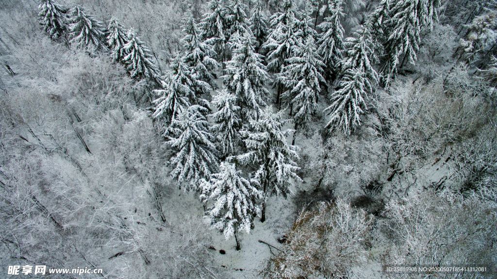 大雪覆盖的树木图片
