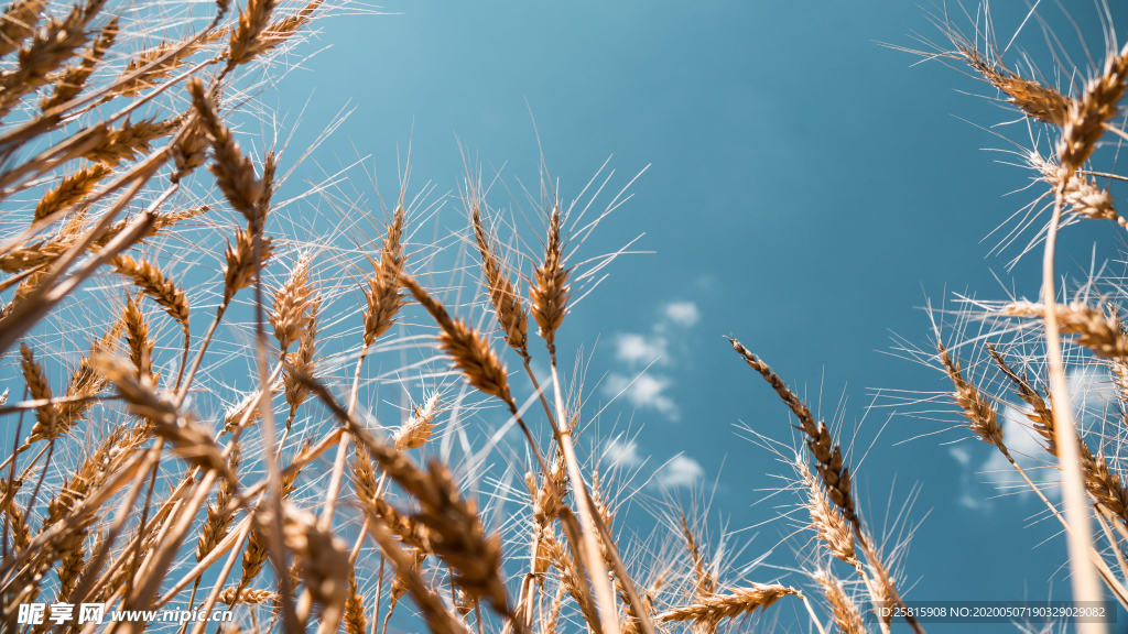 田野里生长的麦子图片