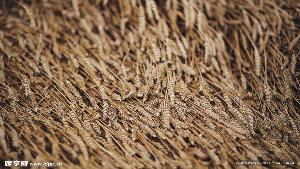 田野里生长的麦子图片