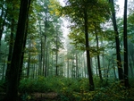 森林里笔直生长的树木图片