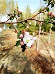 苹果花