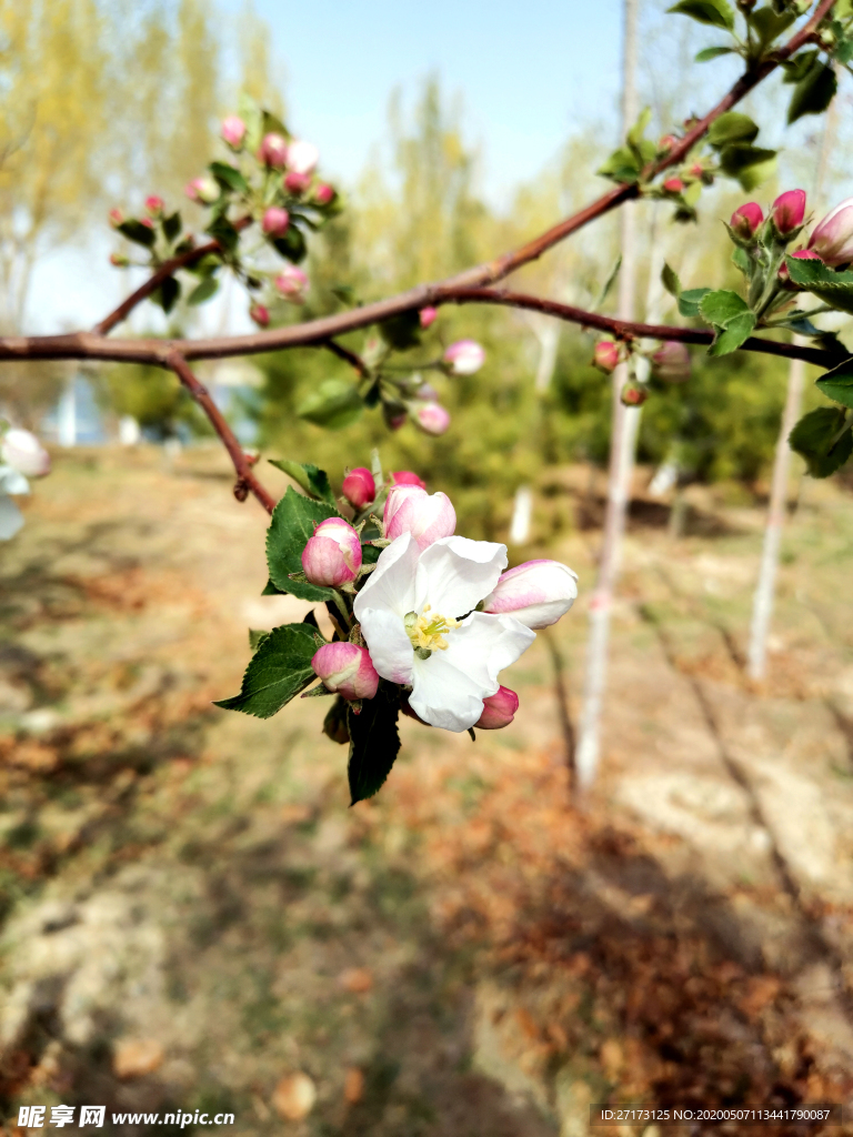 苹果花