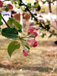 苹果花蕾